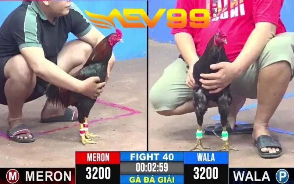 Đá Gà Trực Tuyến – Trải Cá Cược Chất Lượng Và Đỉnh Cao Nhất Hiện Nay Tại AEV99