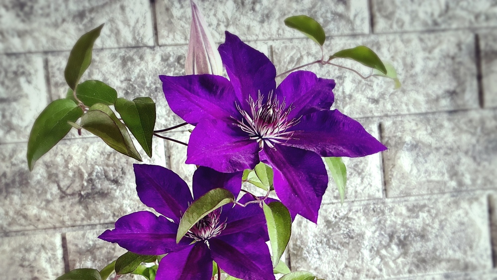 【近況】5月の活動報告