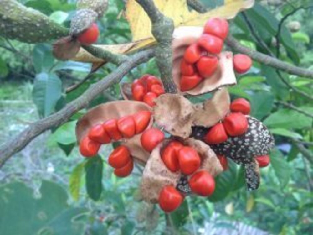The best exotic spices in Viet Nam