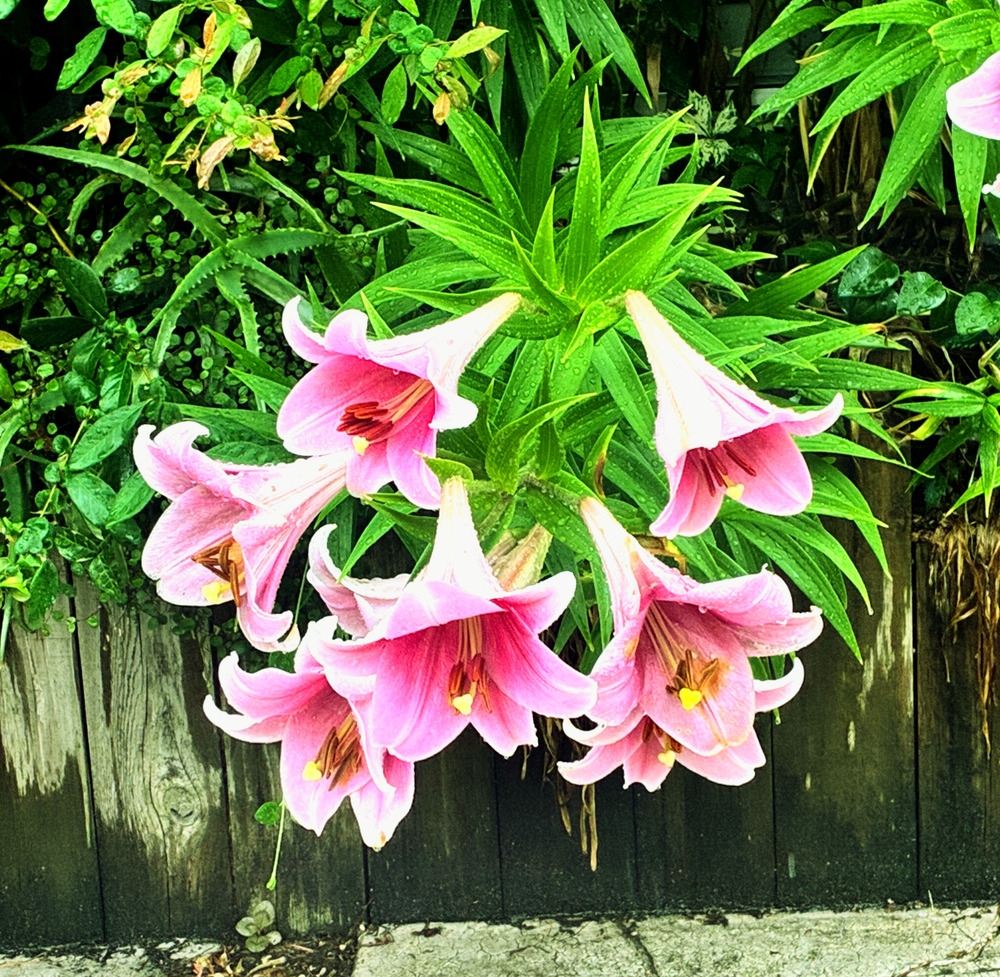 【近況】6月の活動報告