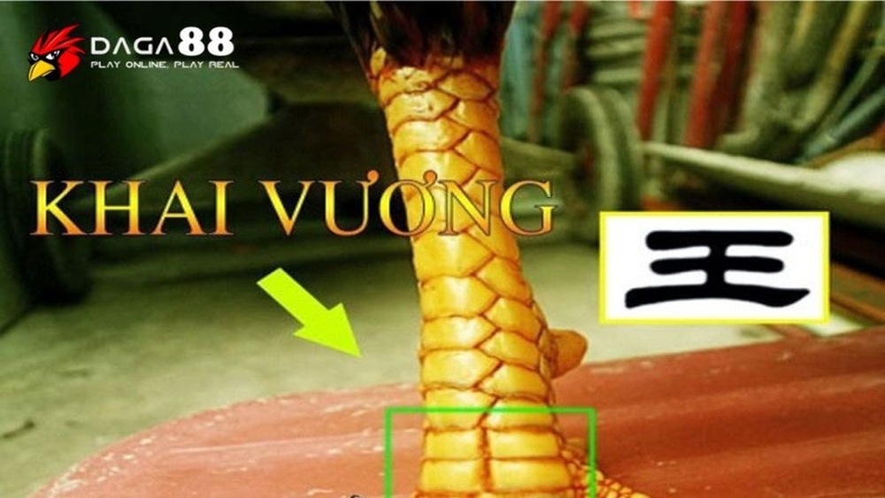 Gà Mang Vảy Khai Vương - Chiến Kê Của Những Trận Đấu Tiền Tỷ