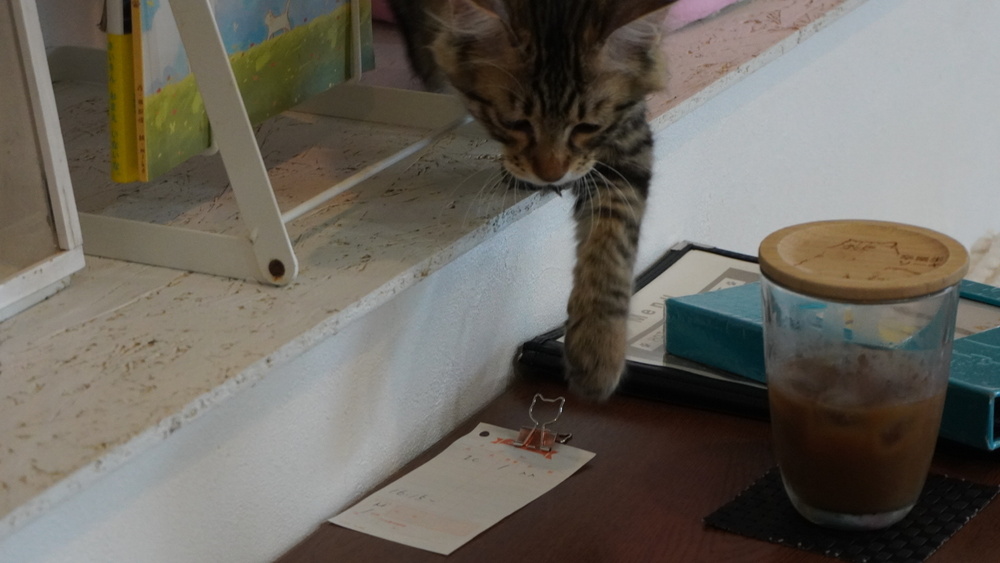 猫カフェへ
