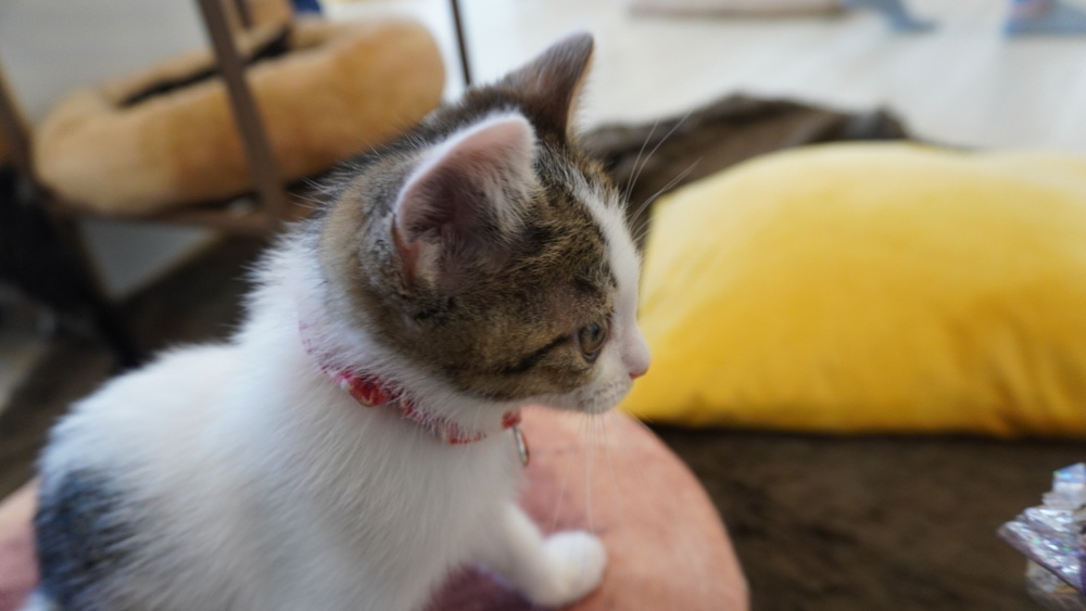 猫カフェにいたヌッコ達。