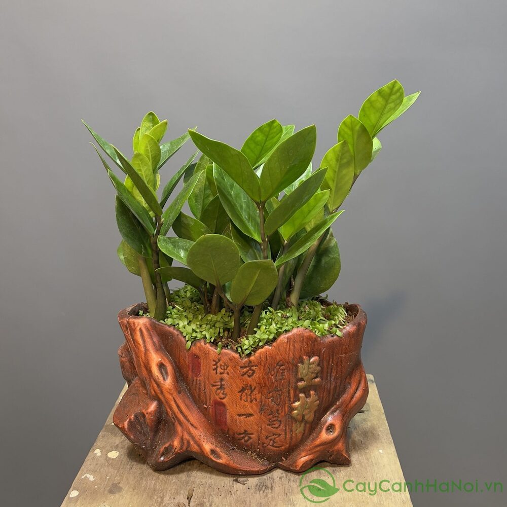 Cây Kim Tiền Có Ý Nghĩa Gì Trong Phong Tục Việt: Biểu Tượng Của Thịnh Vượng