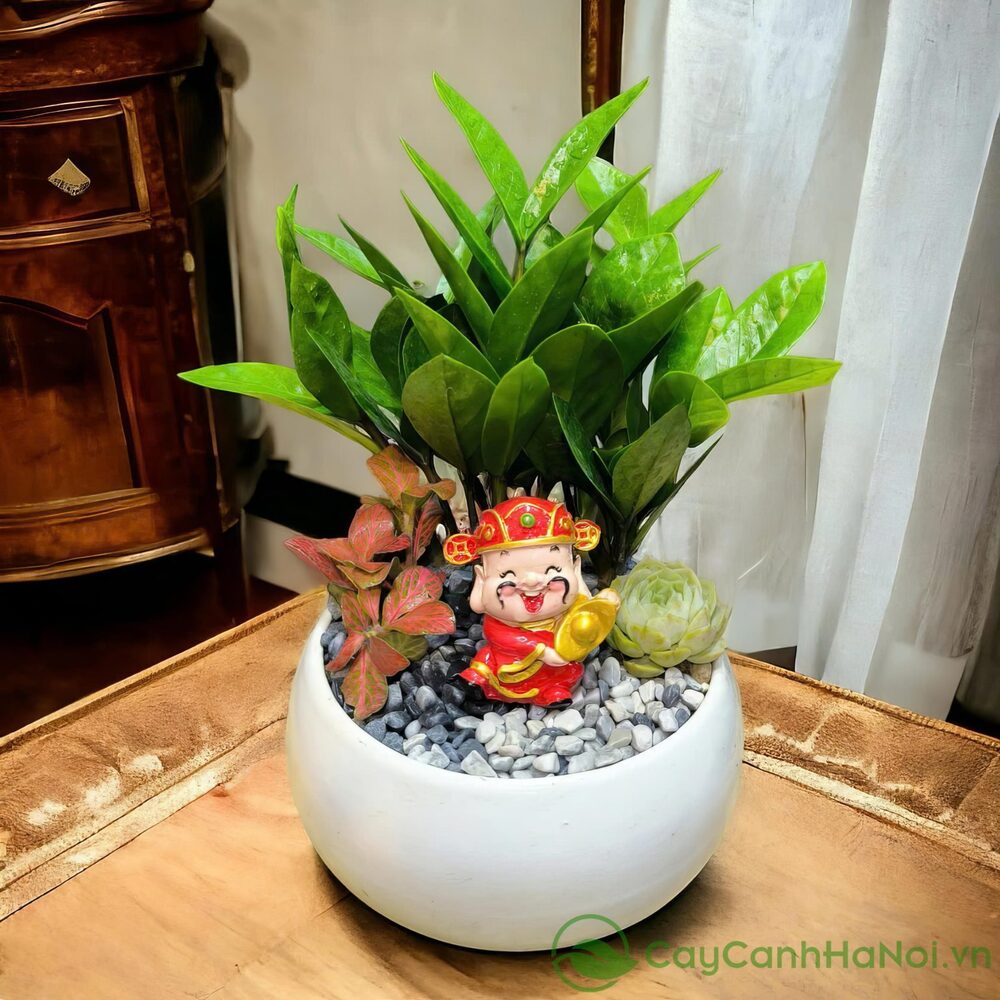 Tại Sao Nên Đặt Cây Kim Tiền Ở Phòng Họp? Bí Quyết Tạo Không Gian Hiệu Quả