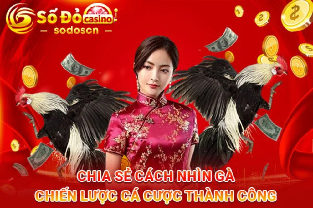 Đá gà sức hút từ truyền thống đến hiện đại