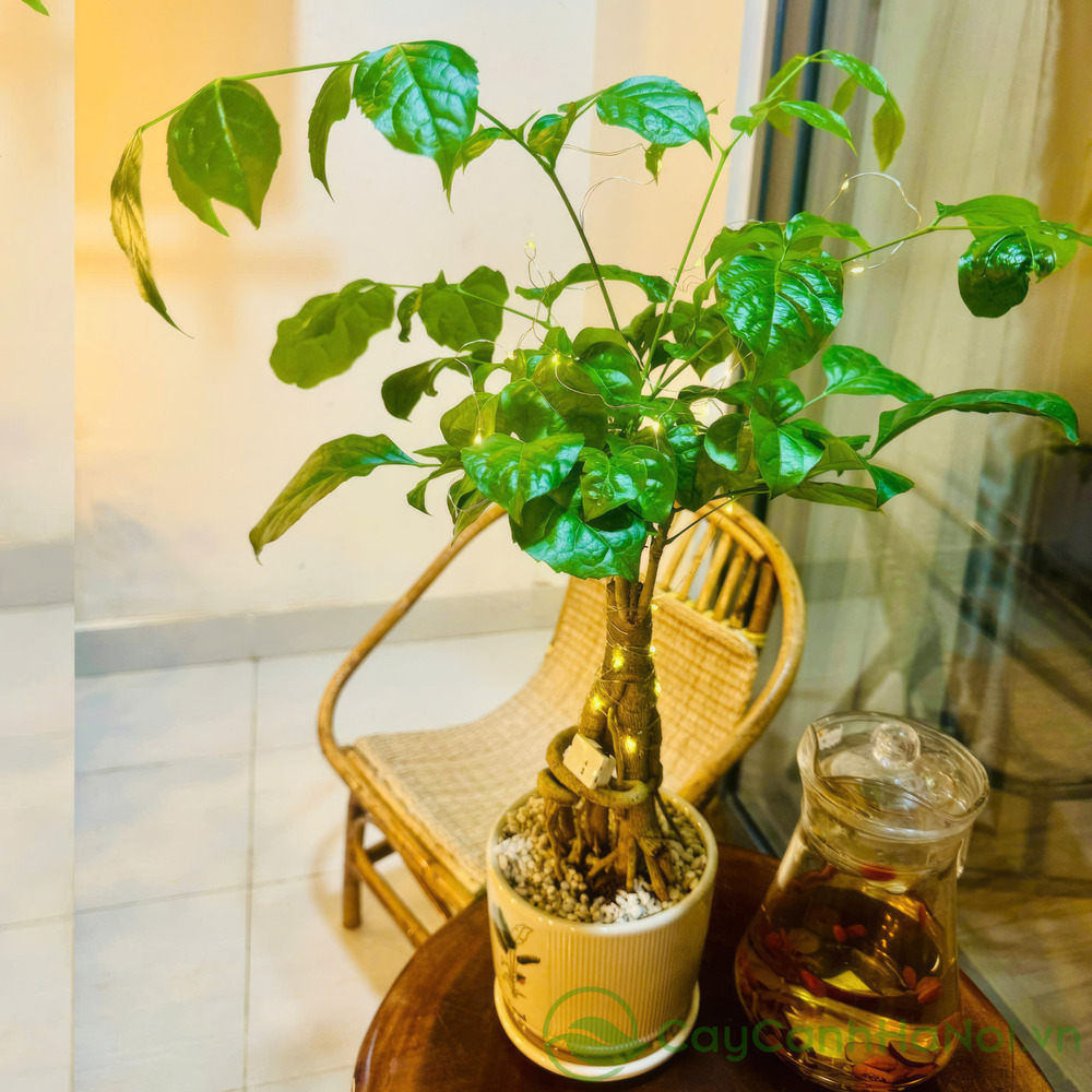 Top 3 Lý Do Nên Mua Cây Hạnh Phúc Ngay Hôm Nay: Đầu Tư Cho Bình Yên và Thịnh Vượng