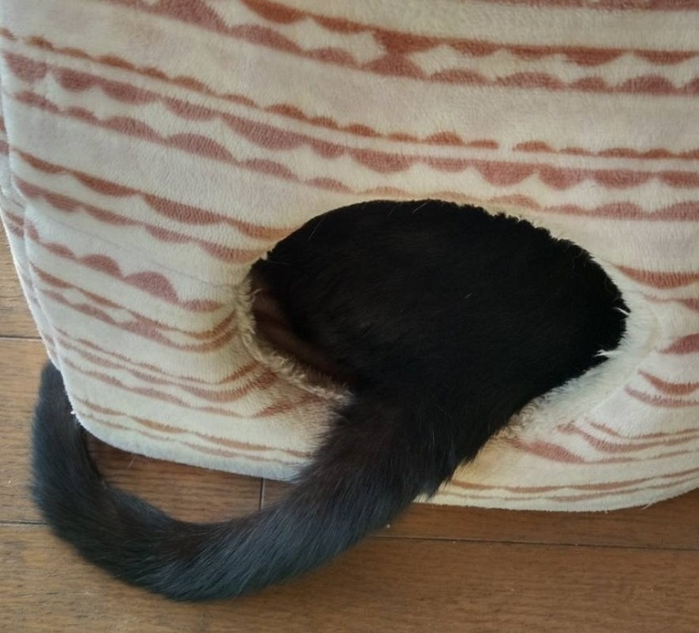 チビ画像です（絵と写真です）