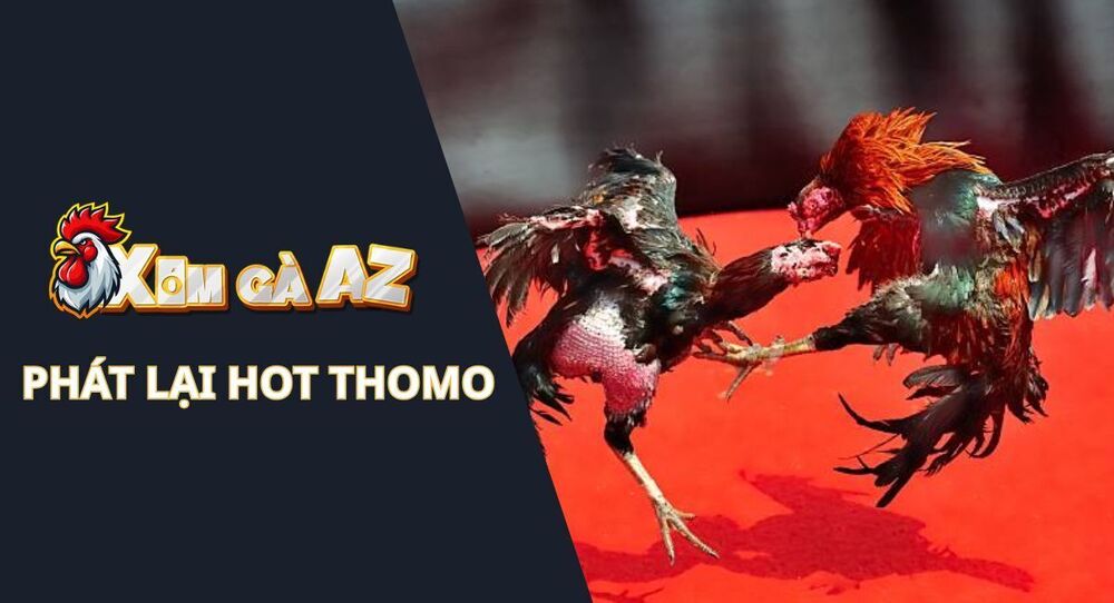 Hot Thomo – Tổng Hợp Các Trận Đấu Hay Nhất Thomo Hàng Ngày