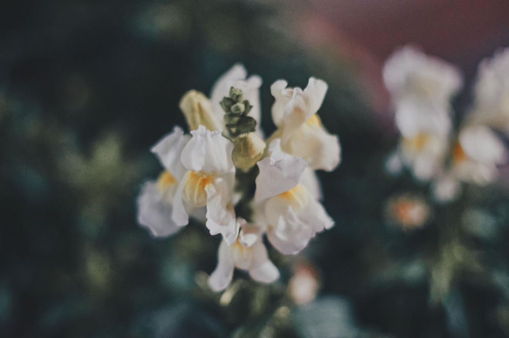 メンバーシッププランについて