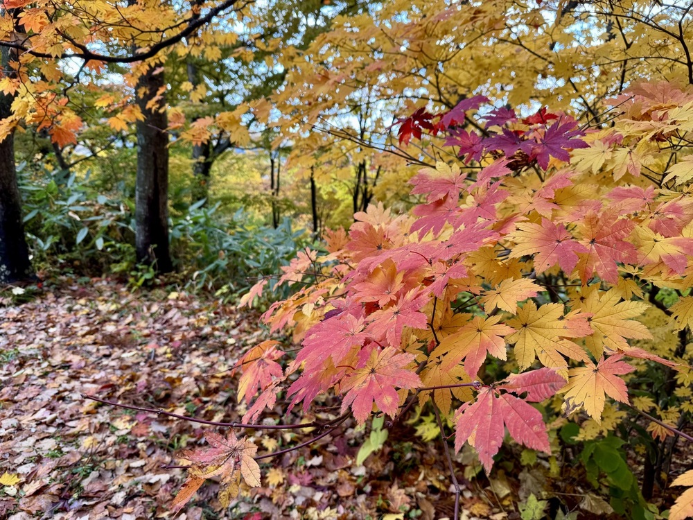 アナヒビ月報(2025年11月号)