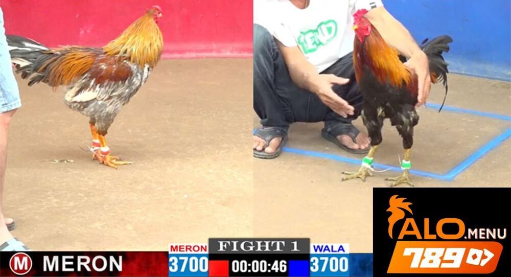 Đá Gà Cựa Sắt – Trò Chơi Hấp Dẫn Nhất Tại Đá Gà Trực Tuyến ALO789