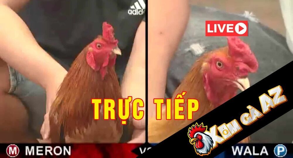 Trực Tiếp Bồ CPC1 Mới Nhất Tại Xóm Gà AZ