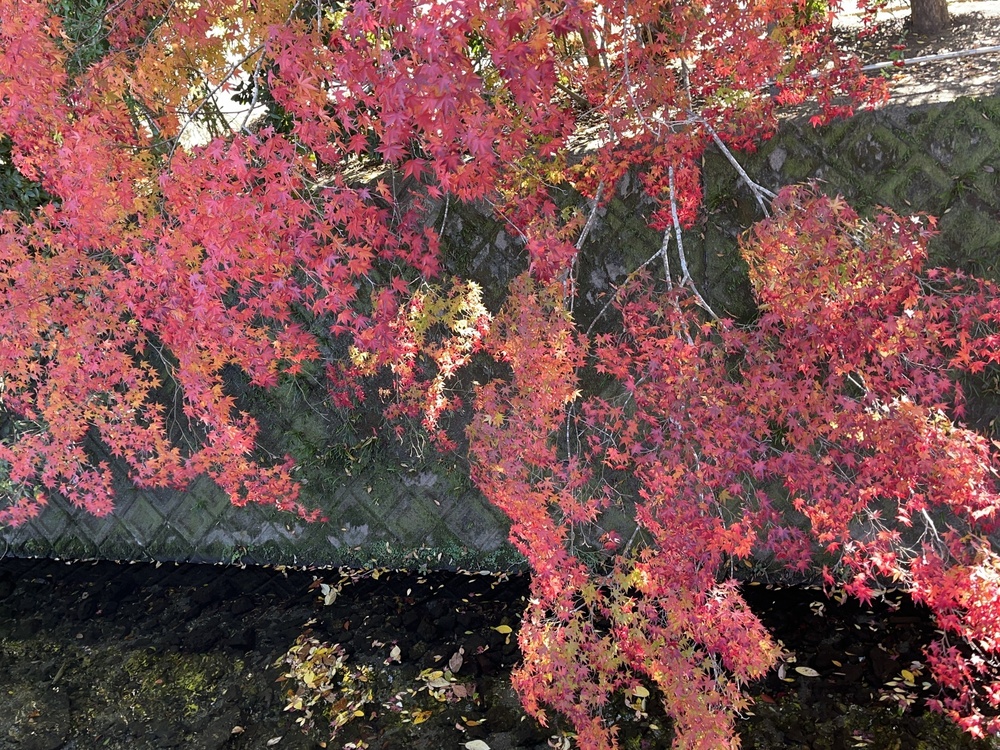 プレミア配信のおしらせ