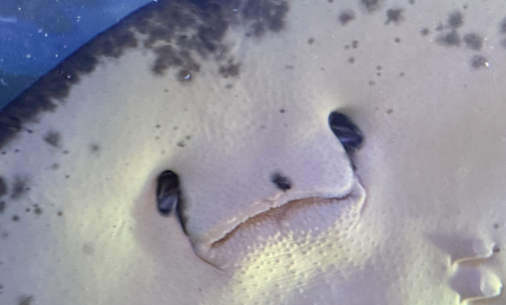 OFUSEメンバーシップ収益・使途報告（2025/11）