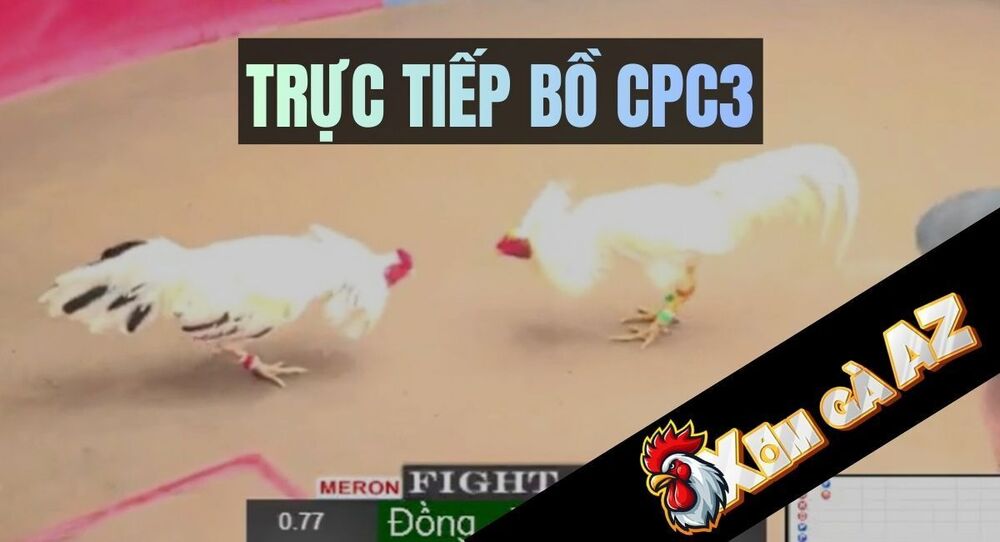 Trực Tiếp Bồ CPC3 Mới Nhất Tại Xóm Gà AZ
