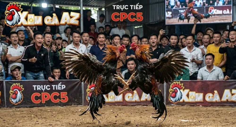 Trực Tiếp Bồ CPC5 Mới Nhất Tại Xóm Gà AZ