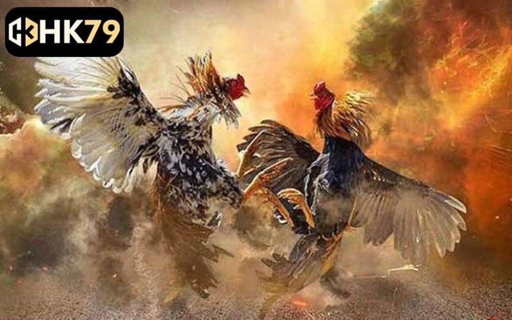 Đá Gà HK79 trong xu hướng nội dung trực tuyến hiện nay