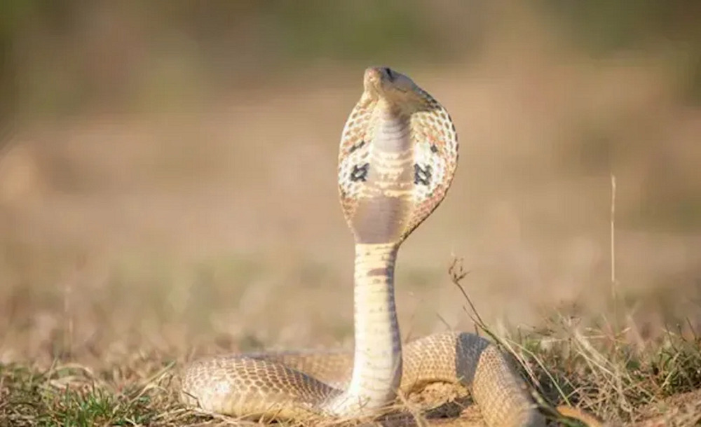 Mơ thấy rắn là điềm gì và cách nhìn nhận tích cực về giấc mơ