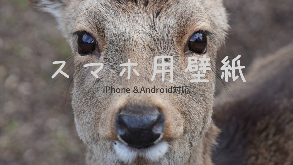 サポーター限定｜壁紙セット 第1弾