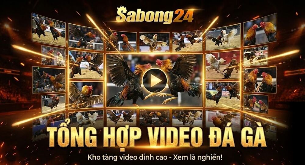 Tổng Hợp Video Đá Gà Hot Nhất Thomo Hàng Ngày Tại SABONG24