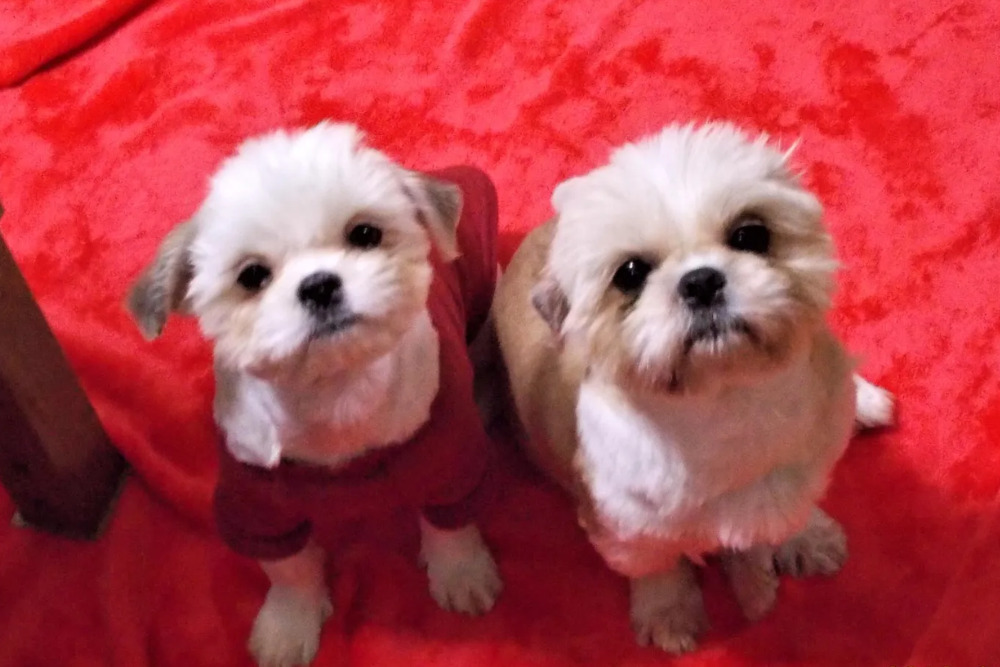 可愛いシーズーを迎え入れ