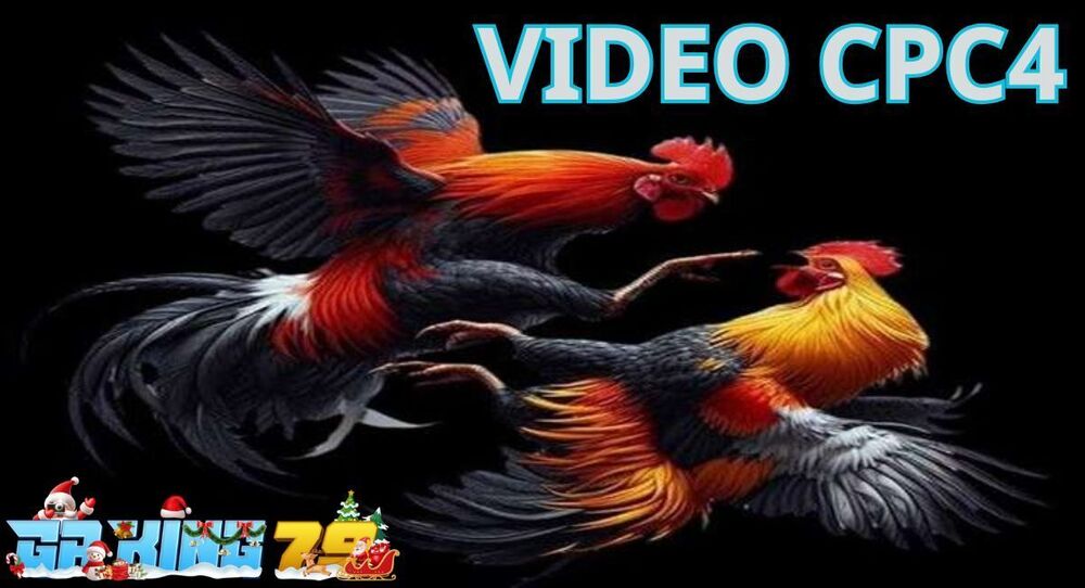 Video Đá Gà CPC4 – Tổng Hợp Các Trận Đá Gà Hay Nhất Tại Bồ Gà C4 trên GAKING79