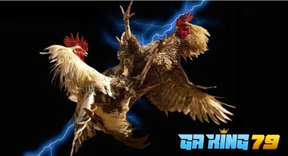 Thông Báo Các Sự Kiện, Giải Đá Gà Tại Các Trường Gà Thomo Trên GAKING79