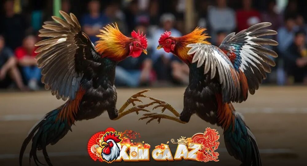 Phát Lại CPC1 – Xem Lại Các Trận Đá Gà Tại Bồ Gà CPC1 Trên Xóm Gà AZ