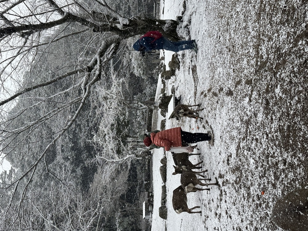 雪の中の給餌となりました（26.1.11）