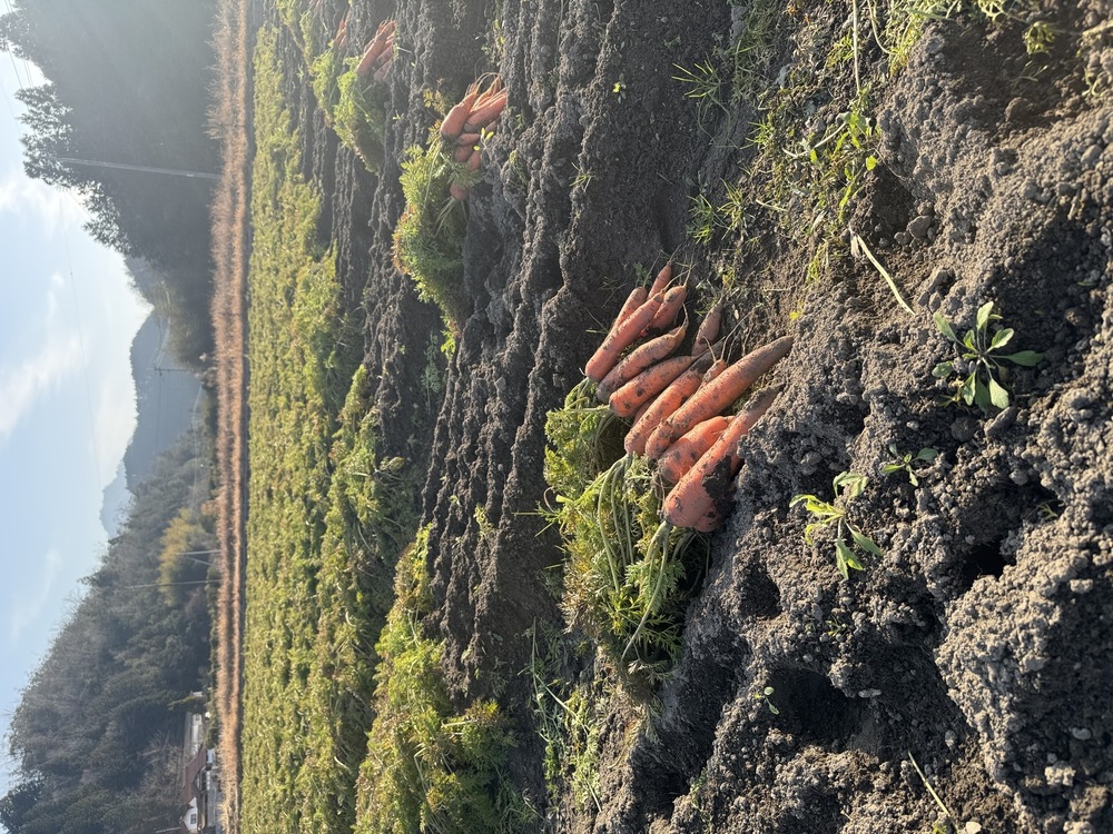 人参と人参葉を仕入れて来ました