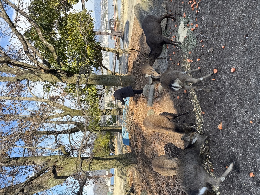 宮島の鹿さん給餌風景です（26.1.25）