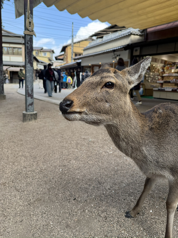 いつくしかサポーター限定投稿