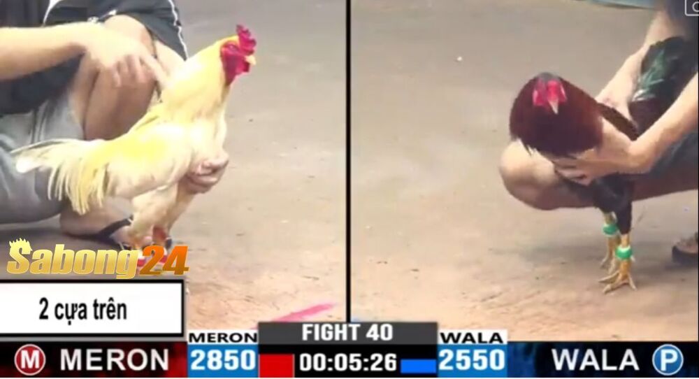 SABONG24 Cập Nhật Trận Đấu 40 CPC3 24/06/2024 – Bảo Sting Vs Duyên Ti