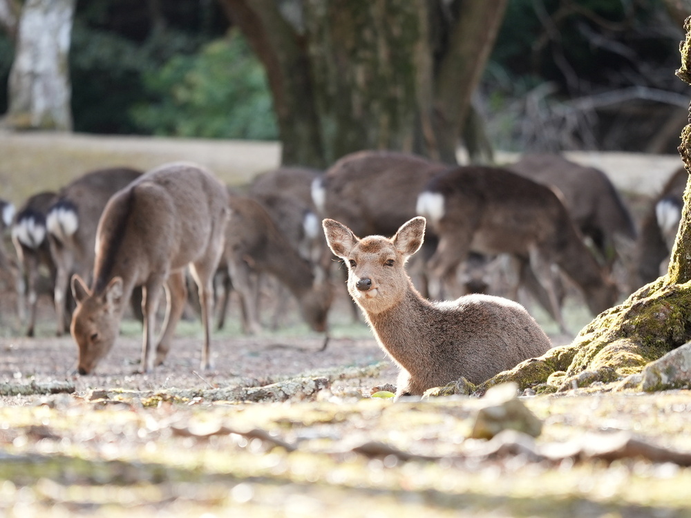 他媒体での宮島の鹿さんの発信について