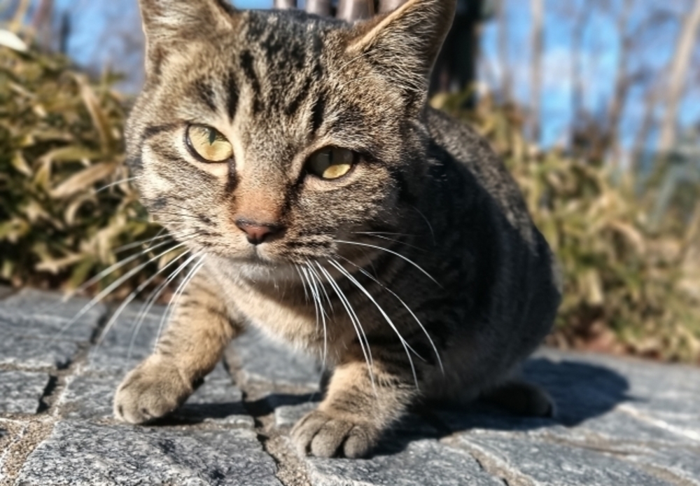 ワンライお題「責任✖️喋る猫✖️ギターケース」