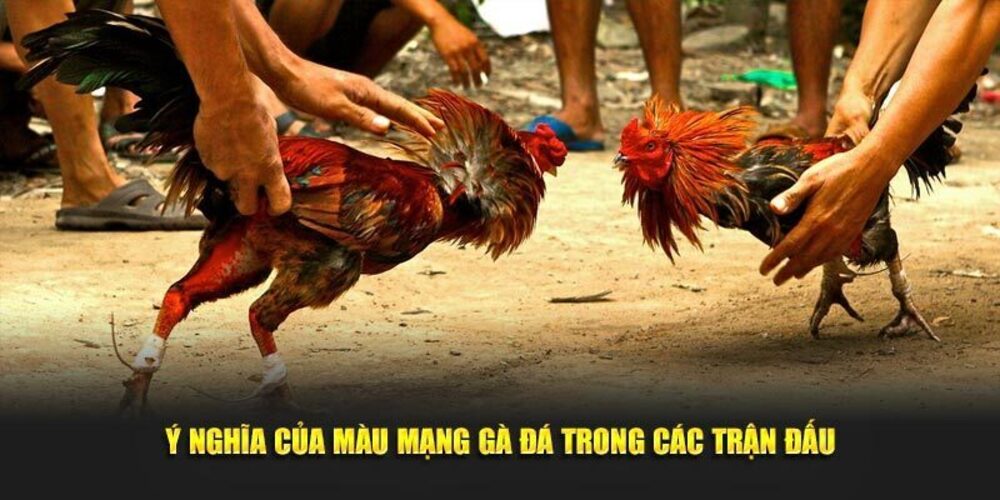 Màu Mạng Gà Đá 3 Bí Kíp Chọn Kê Chiến Đỉnh Cao Tại New88