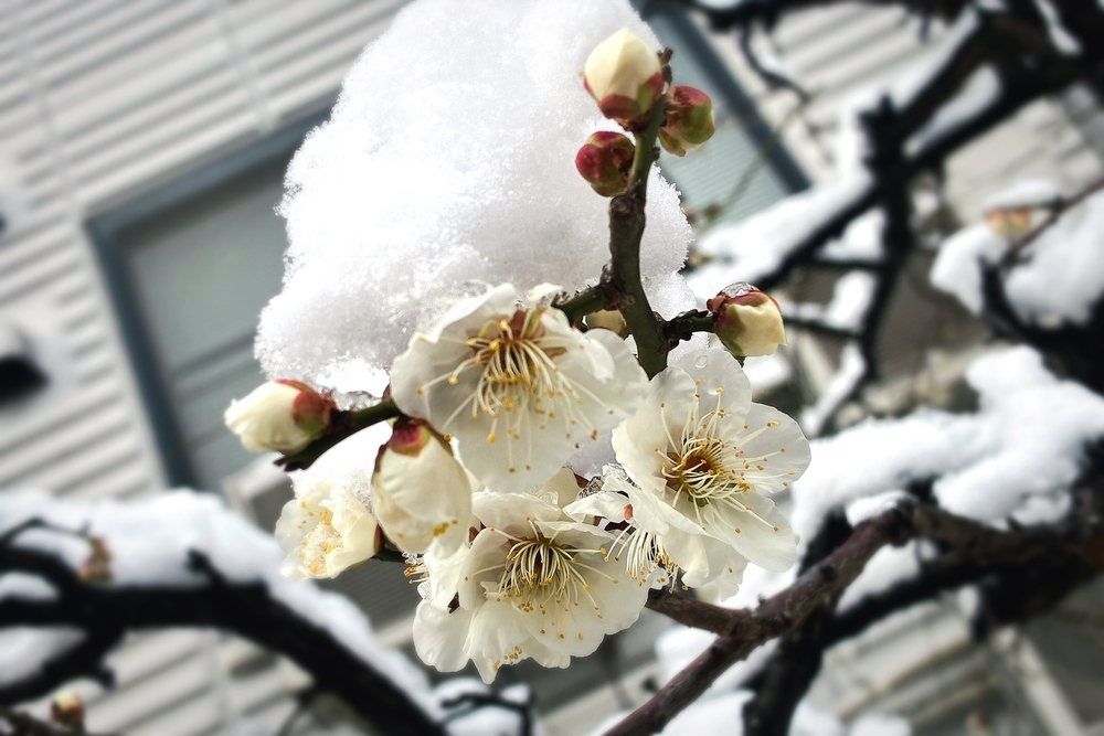 【近況】1月の活動報告