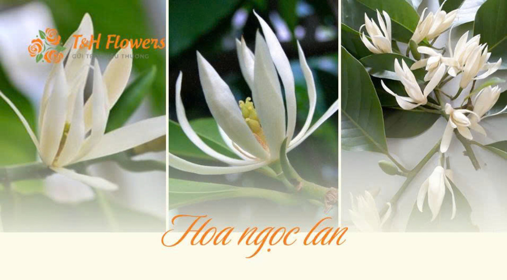 Hoa Ngọc Lan: Ý nghĩa, công dụng và cách trồng