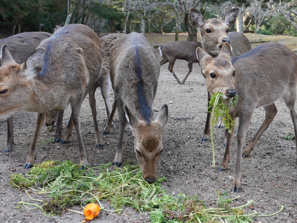 新しいブログ記事を書きました