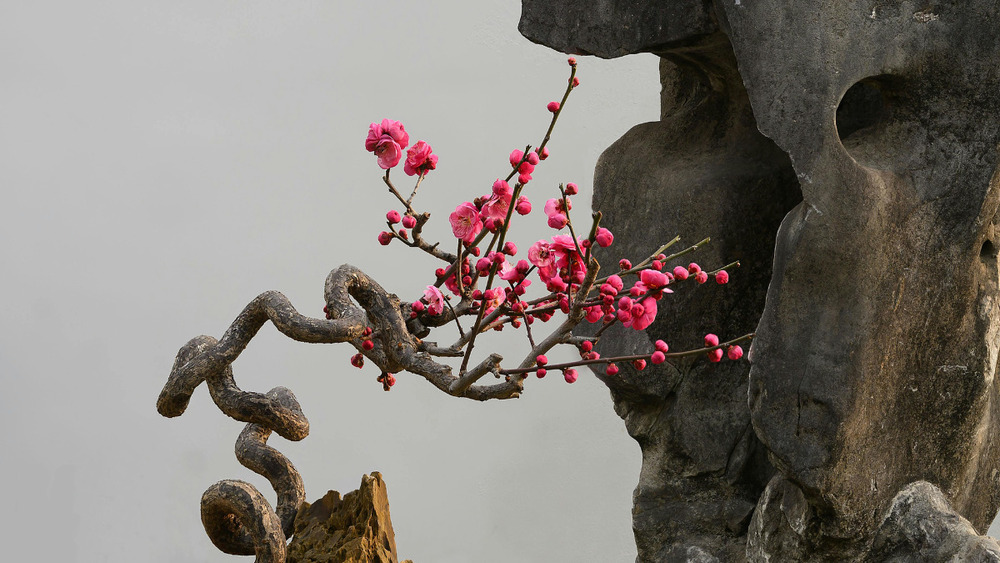 3月3日ラジオ配信「開花」