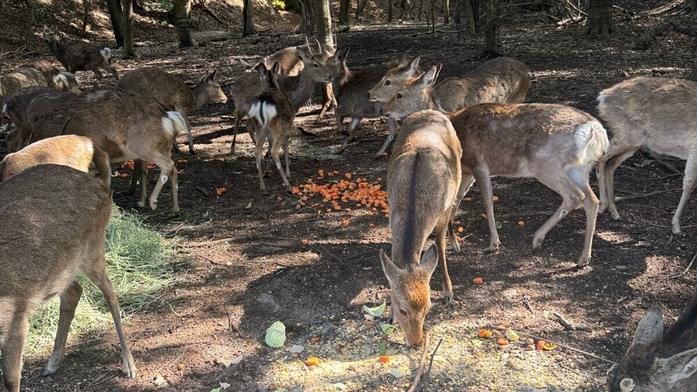 給餌写真といつくしか号納車のお知らせ