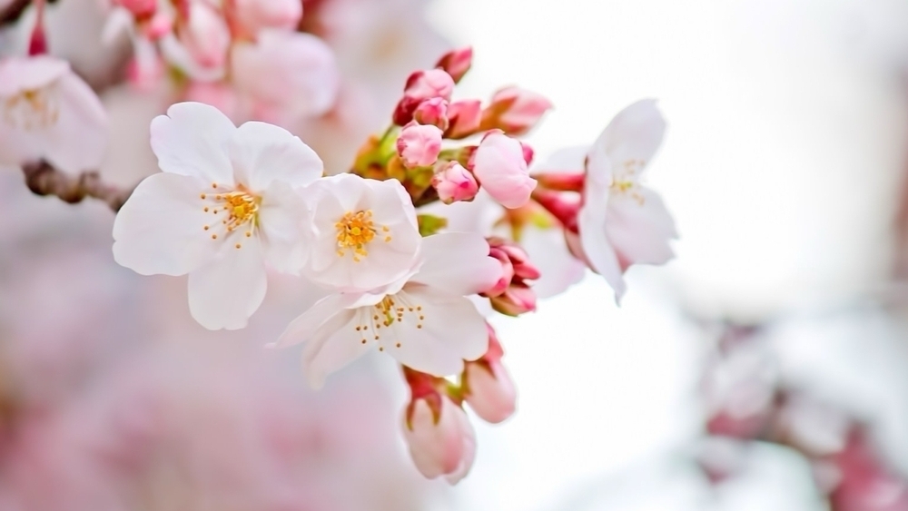 入学式のお知らせ