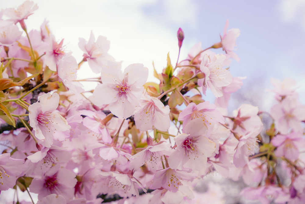 『シーユーをアゲイン』の配信が始まりました