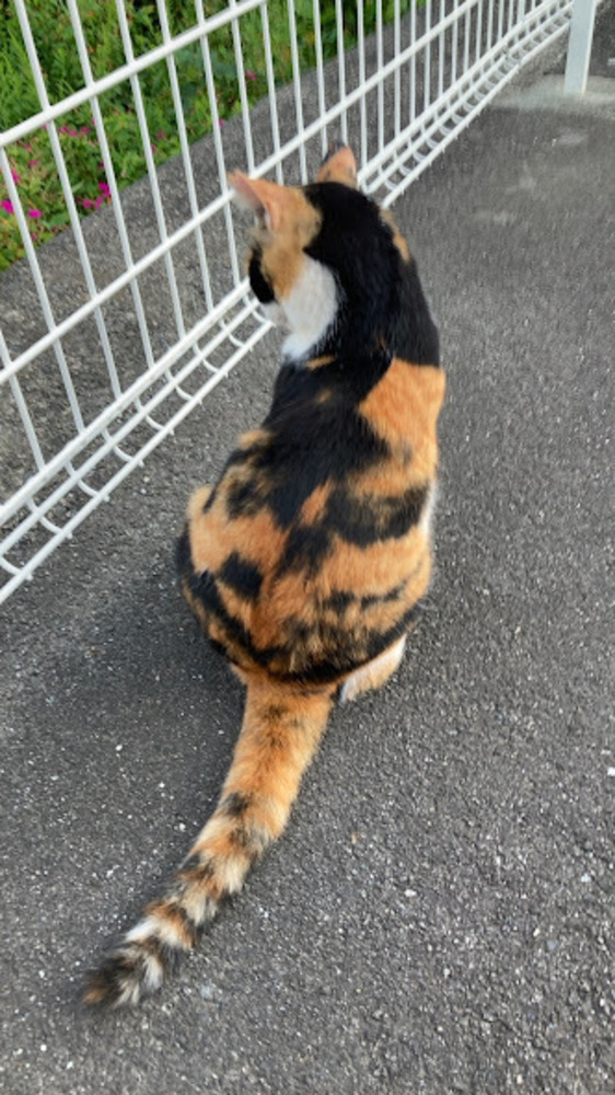 noteでメンバーシップに挑戦中