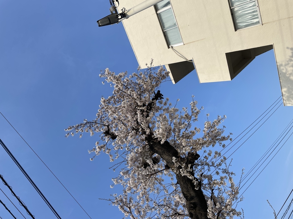 弥生の〼倶楽部員へ