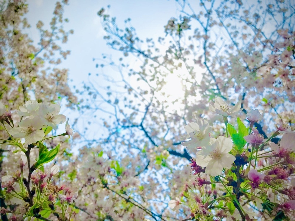 今日は花まつり