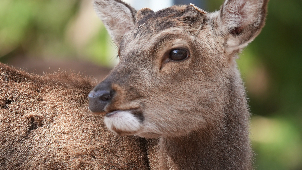 いつくしかブログの新しい記事を公開しました