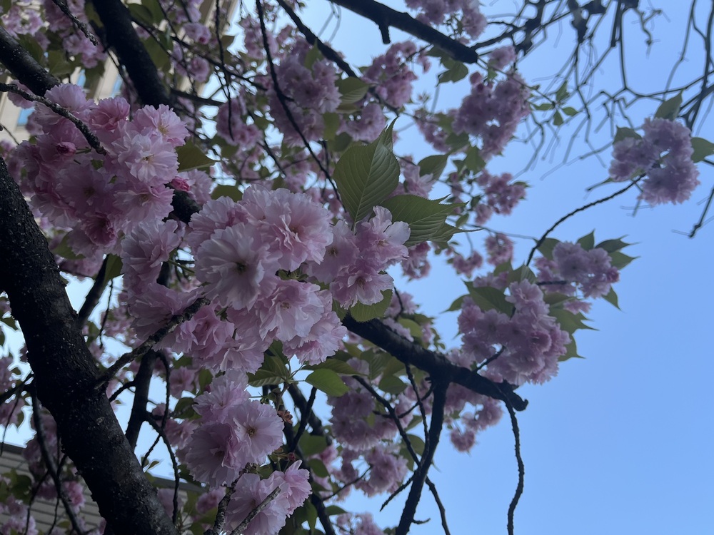 さくらもちのごとし❀ 