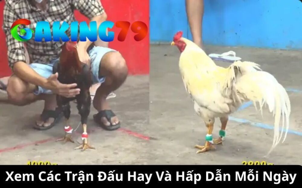 Hot Thomo Gaking79 - Xem Các Trận Đấu Hay Và Hấp Dẫn